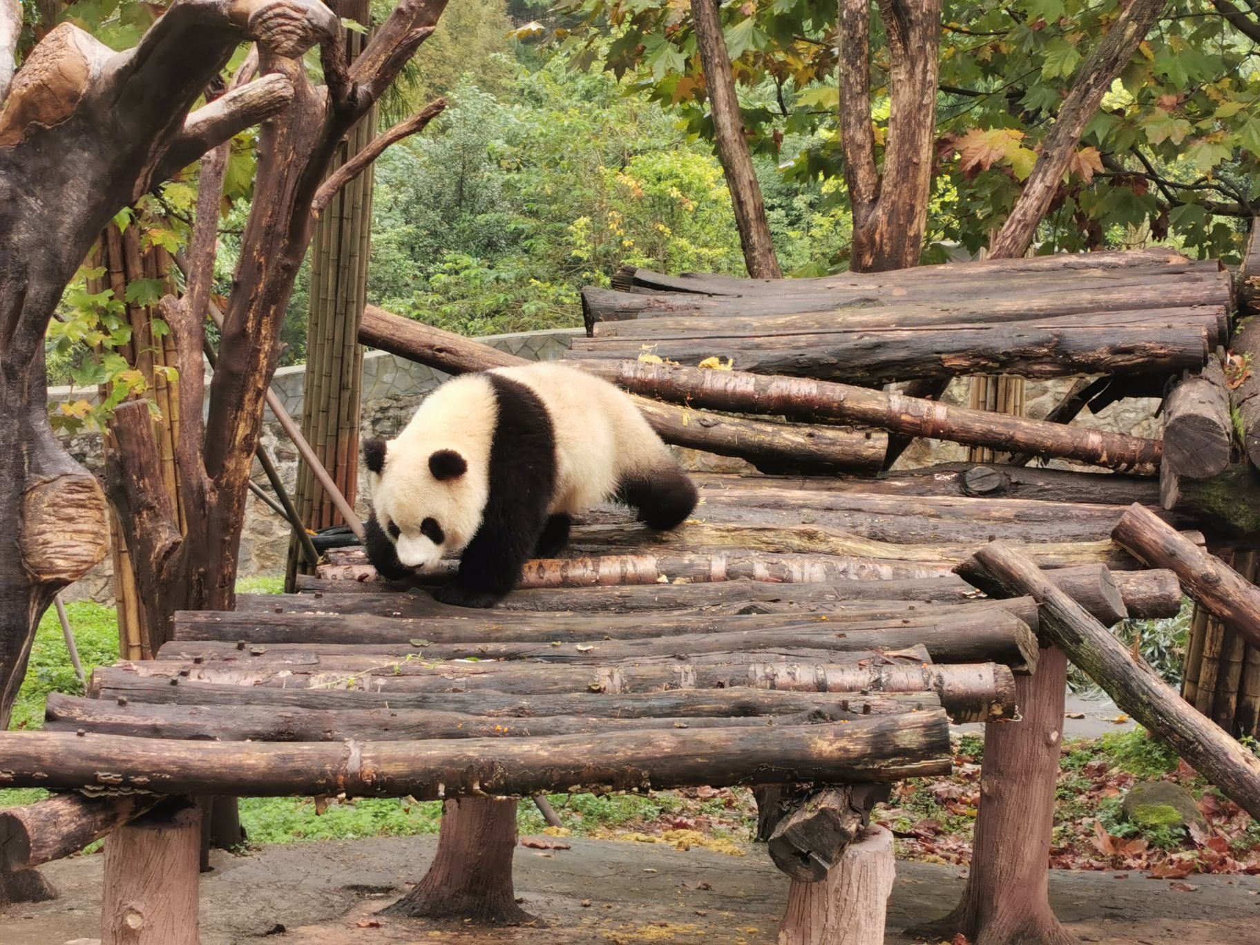 Dujiangyan Panda Base