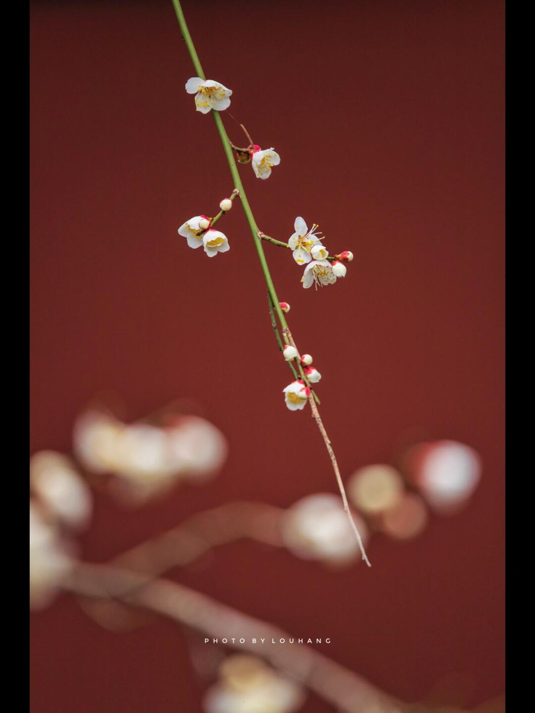Gallery thumbnail 4