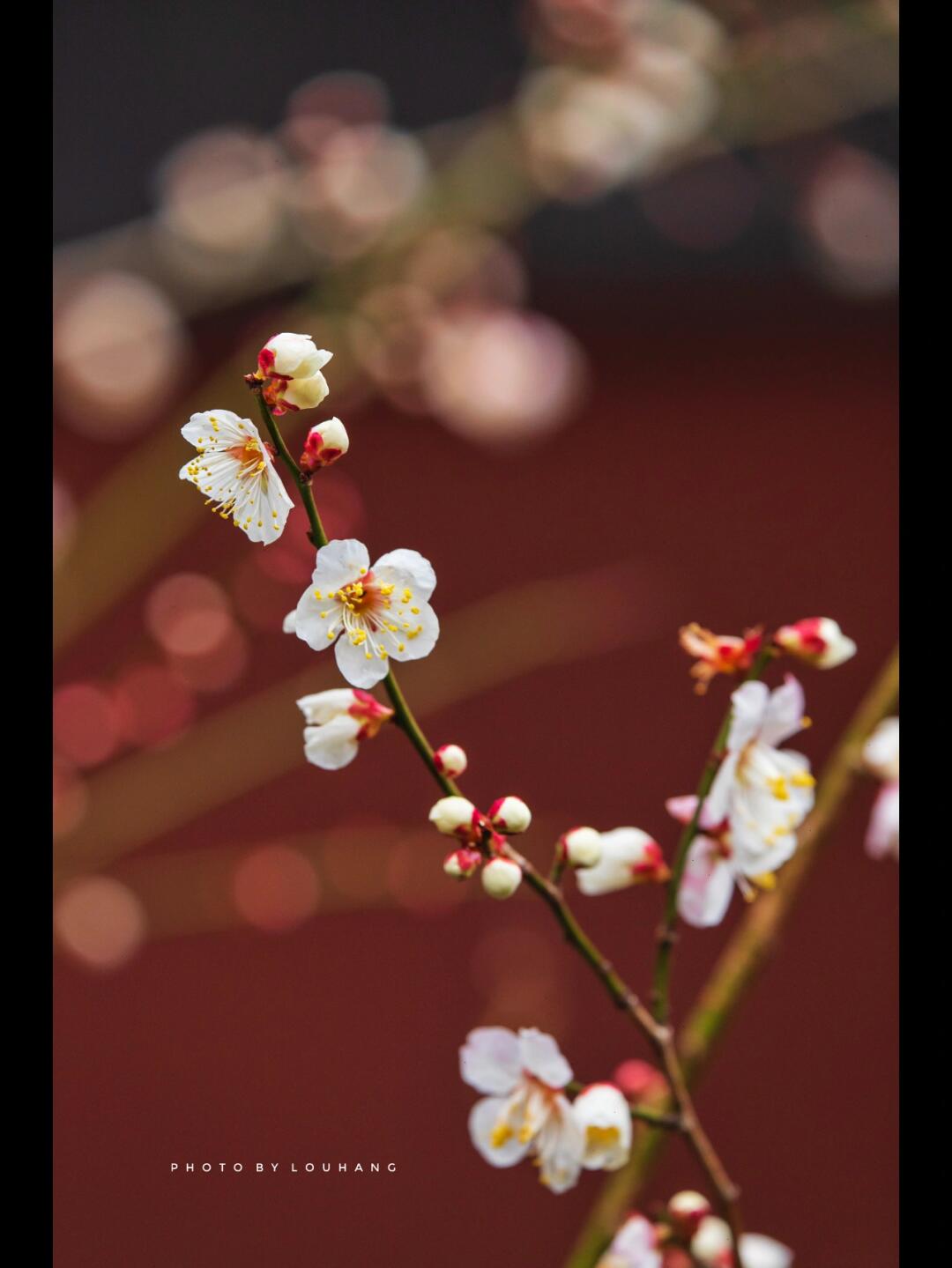 Gallery thumbnail 5