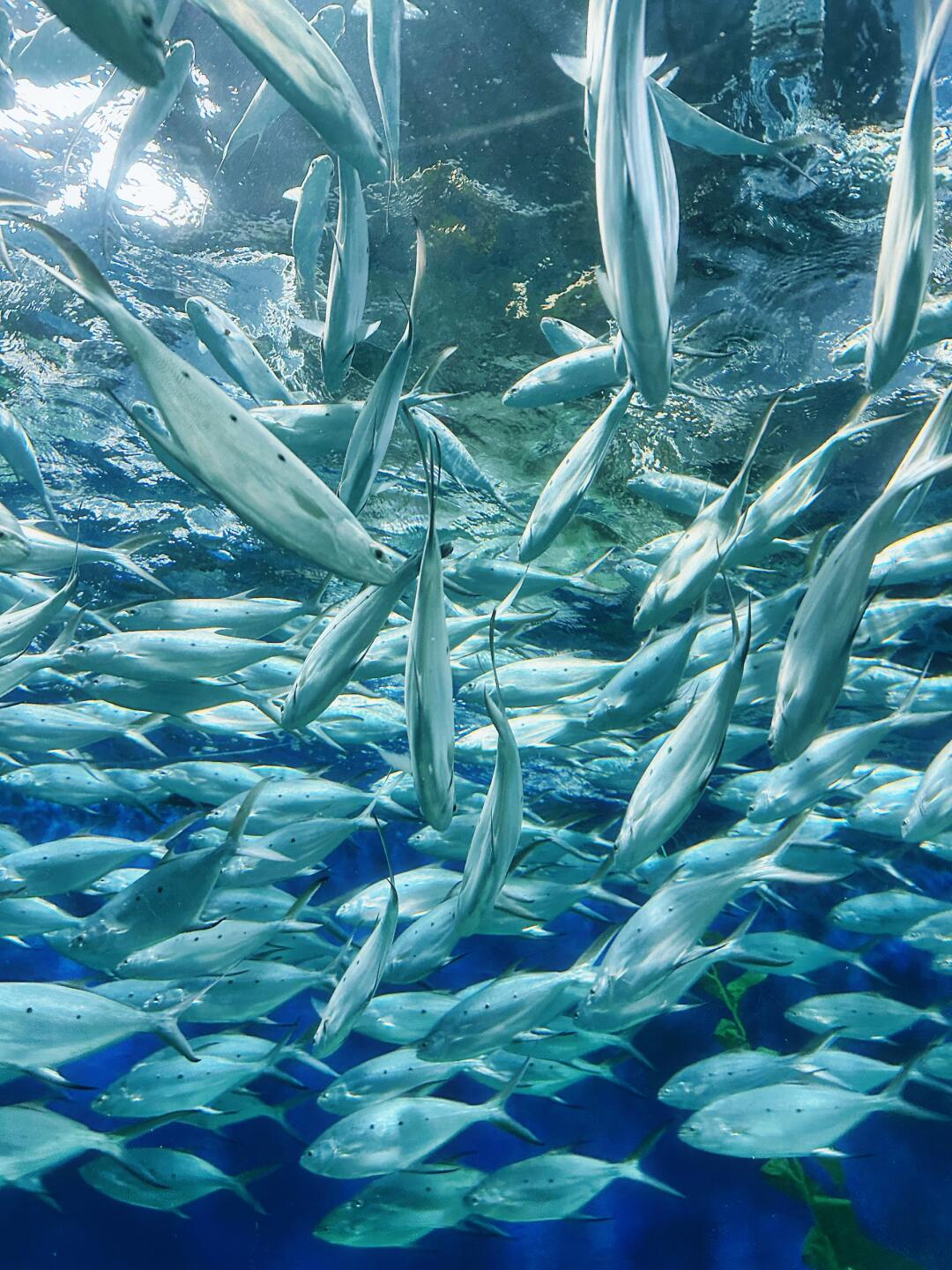 Shanghai Ocean Aquarium