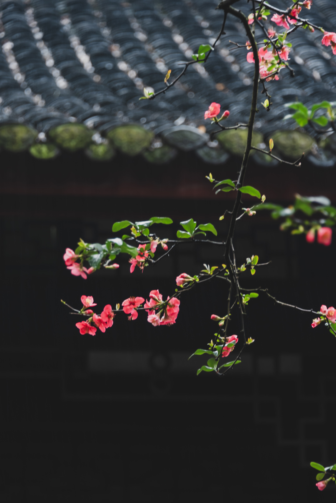 Gallery thumbnail 12