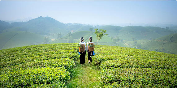 Tea Culture Experience