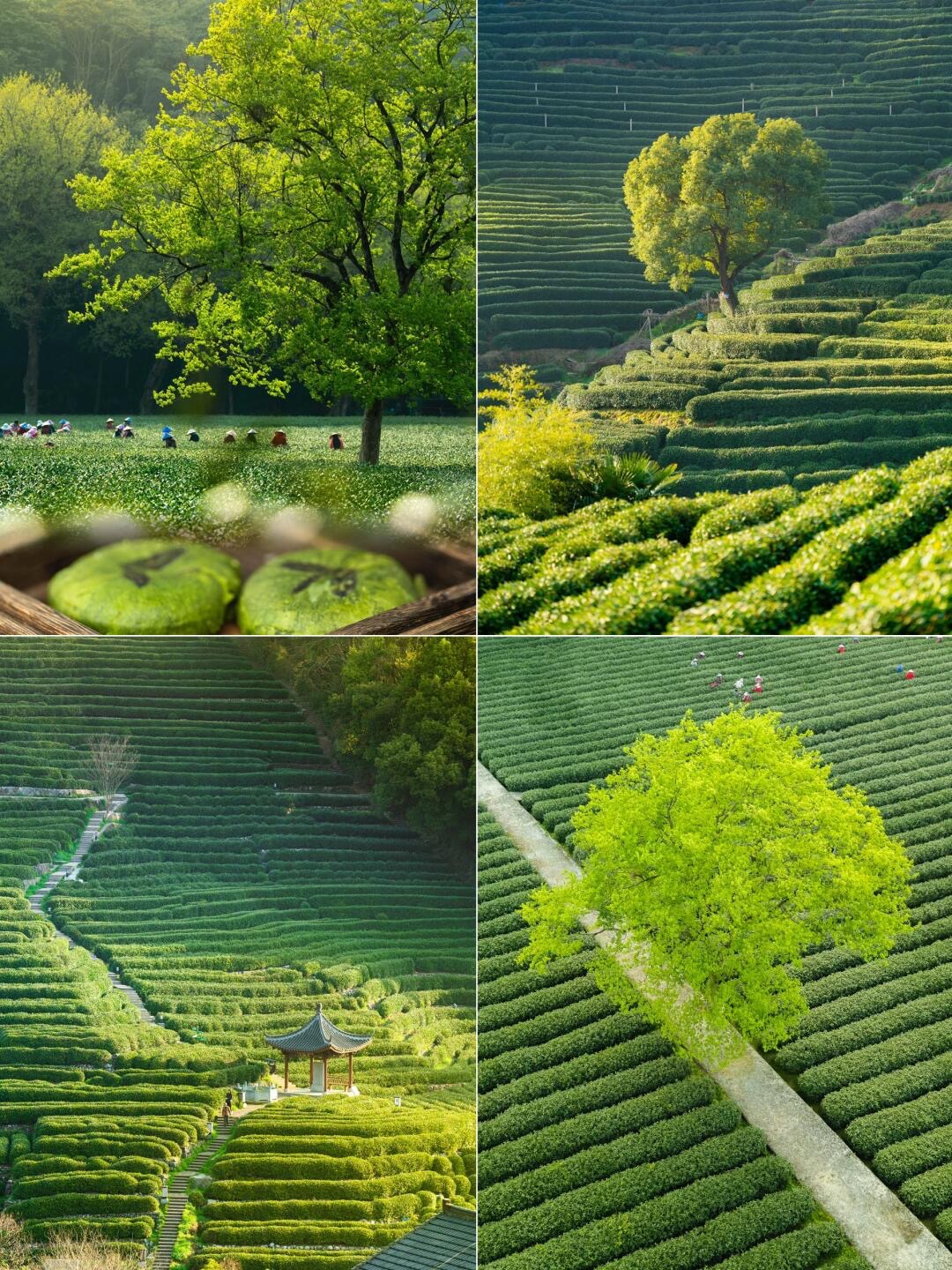 Tea Culture Experience