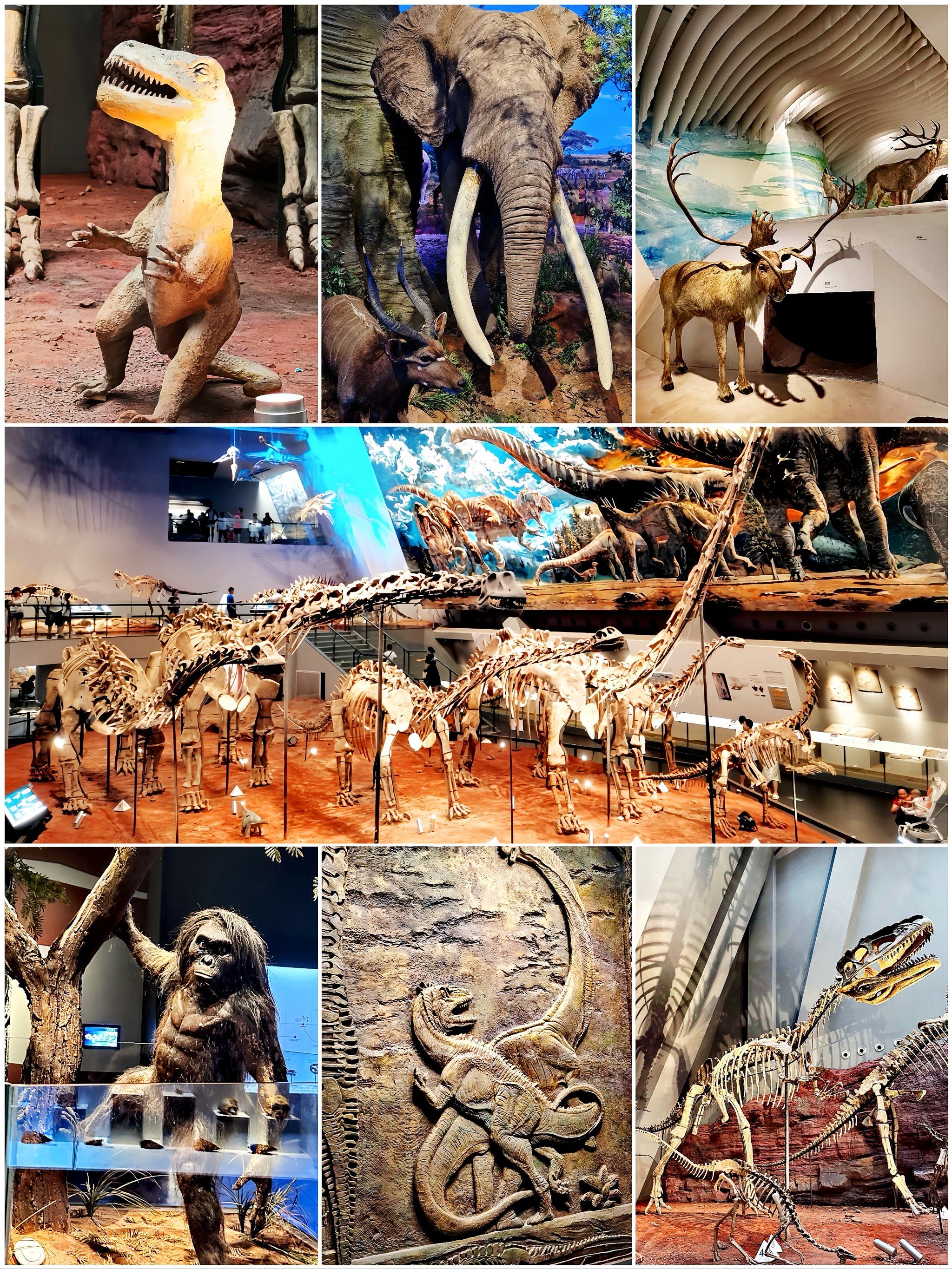 Chongqing Natural History Museum