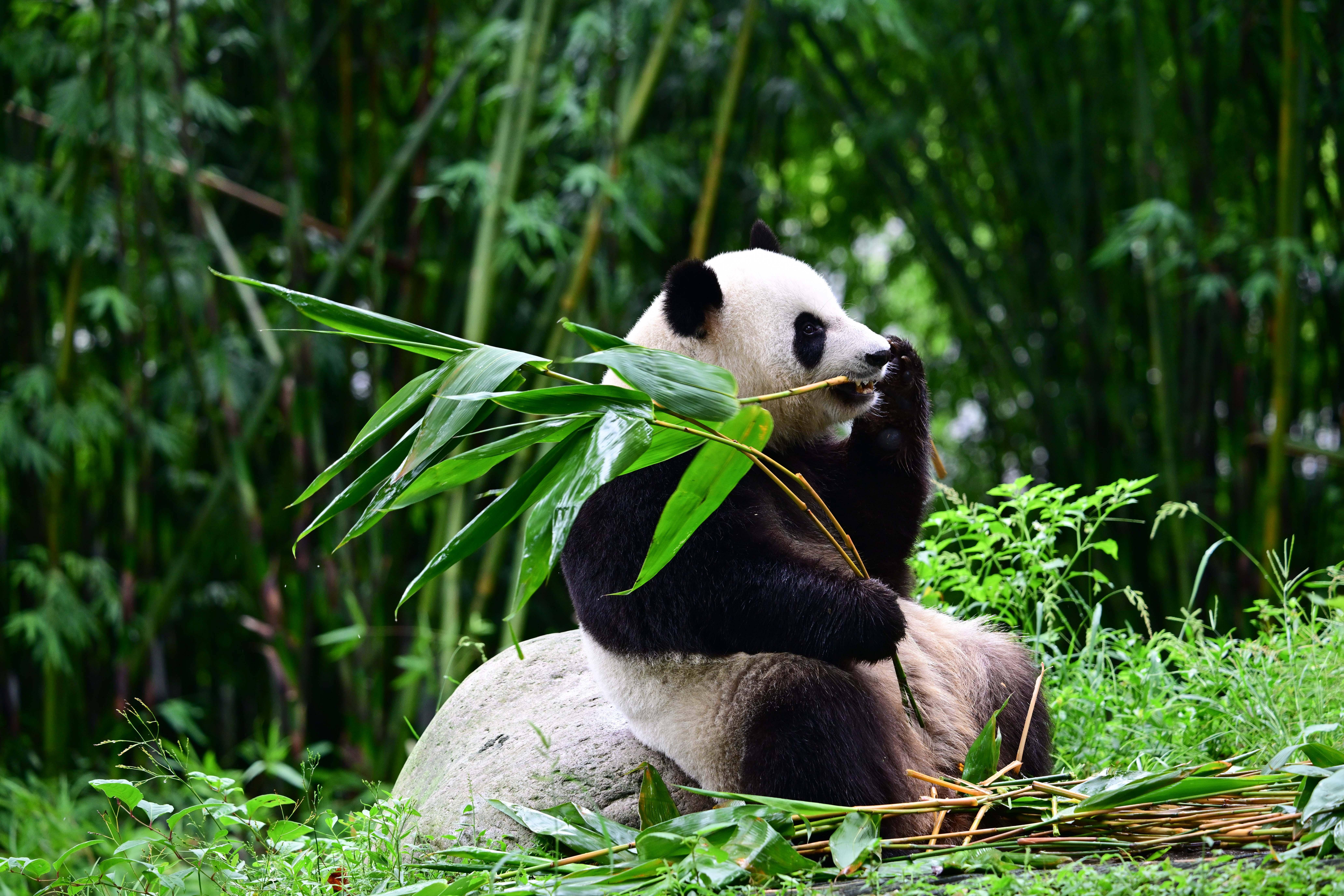 Chengdu Giant Panda Breeding and Research Base