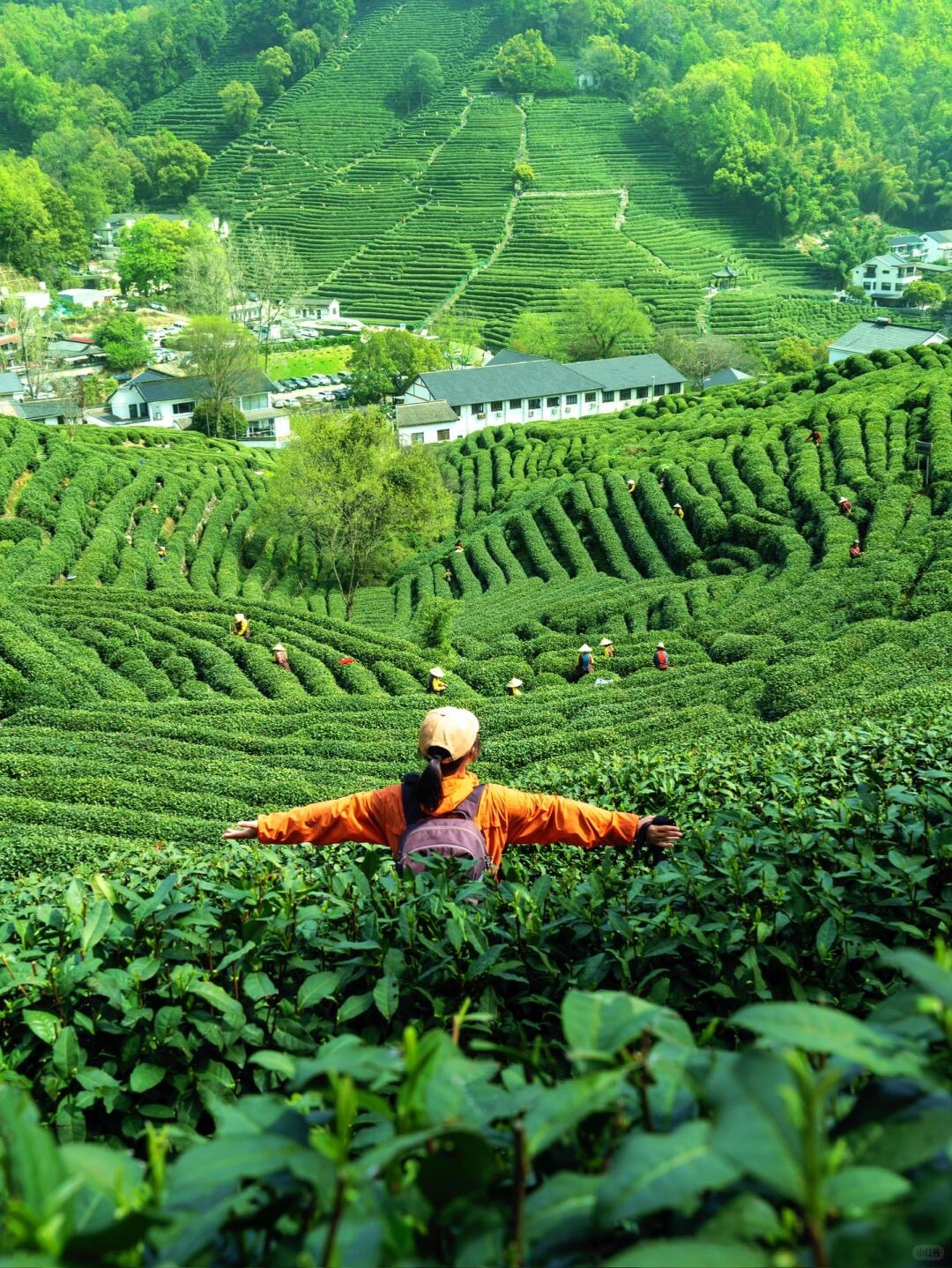 Longjing Tea Plantation